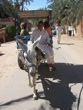 Donkey and wagon