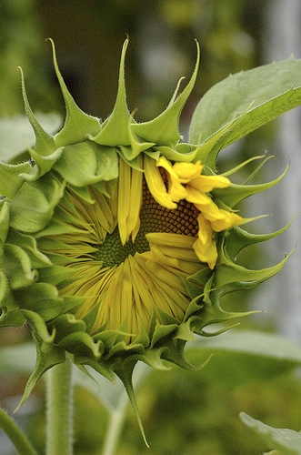 Unwrapping Flower