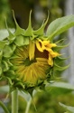 Unwrapping Flower