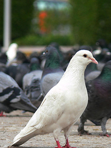 White Dove