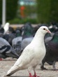 White Dove