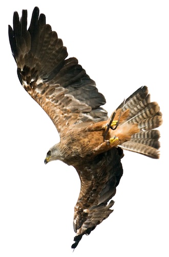 Hawk