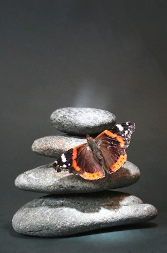 Butterfly on stones