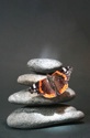 Butterfly on stones